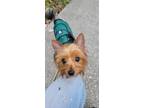 Adopt Jamie a Yorkshire Terrier