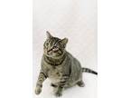 Gronkle, Domestic Shorthair For Adoption In Anderson, Indiana