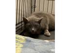 Mouse, Domestic Shorthair For Adoption In Anderson, Indiana