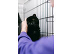 Ebony, Domestic Shorthair For Adoption In Anderson, Indiana
