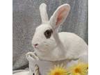 Adopt Snuggles a Bunny Rabbit