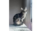 Bonnie Parker, Domestic Shorthair For Adoption In Edmond, Oklahoma