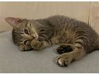 Dumplin, Domestic Shorthair For Adoption In Greenville, Illinois