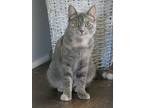 Moravia, Domestic Shorthair For Adoption In Statesville, North Carolina