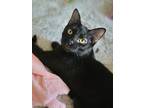 Benny, Domestic Shorthair For Adoption In Decatur, Indiana