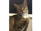 Desiree, Domestic Shorthair For Adoption In Delmont, Pennsylvania