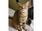 Mercy, Domestic Shorthair For Adoption In Decatur, Indiana