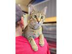 Adopt Taquito - SWEETEST CAT EVER and FREE Gift Bag a Tabby