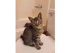 Berlioz, Domestic Shorthair For Adoption In Loma Linda, California