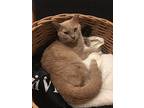 Dwayne, American Shorthair For Adoption In Brooklyn, New York