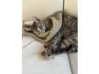 Virginia Slim, American Shorthair For Adoption In Brooklyn, New York