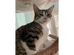 Curry, Domestic Shorthair For Adoption In Maywood, Illinois