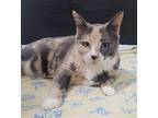 Lucille, Calico For Adoption In Clayton, California