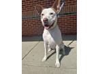 Adopt Donna a Pit Bull Terrier, Mixed Breed