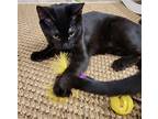 Leo, Domestic Shorthair For Adoption In Maywood, Illinois