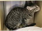 Kittredge, Domestic Shorthair For Adoption In Loma Linda, California