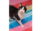 Milan, Domestic Shorthair For Adoption In Antioch, Illinois