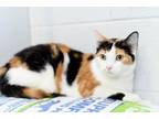 Cleo, Domestic Shorthair For Adoption In Anderson, Indiana