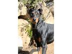 Jetson, Doberman Pinscher For Adoption In Fillmore, California