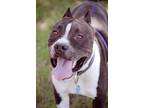 Tank, American Staffordshire Terrier For Adoption In Blanchard, Oklahoma