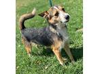 Michael, Jack Russell Terrier For Adoption In Leming, Texas