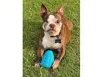 Serena, Boston Terrier For Adoption In Plano, Texas