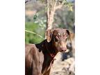 Bella Ii, Doberman Pinscher For Adoption In Fillmore, California