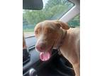 Faye, Retriever (unknown Type) For Adoption In Anderson, Indiana