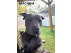 Magnum, American Pit Bull Terrier For Adoption In Washington, Georgia