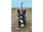 Trixie, American Pit Bull Terrier For Adoption In Anderson, Indiana