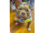 Brooke, American Pit Bull Terrier For Adoption In Anderson, Indiana