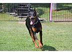 Bowser, Doberman Pinscher For Adoption In Fillmore, California