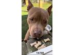 Tater, American Pit Bull Terrier For Adoption In Washington, Georgia