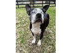 Beauty, Boston Terrier For Adoption In Plano, Texas