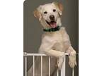 Smiley, Golden Retriever For Adoption In Dallas, Texas