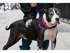 Santa, American Pit Bull Terrier For Adoption In New York, New York