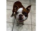 Dixie Gal, Boston Terrier For Adoption In Plano, Texas