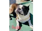 Buddy, Boston Terrier For Adoption In Plano, Texas