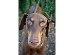 Tiago, Doberman Pinscher For Adoption In Fillmore, California