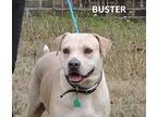 Buster, Labrador Retriever For Adoption In Washington, Georgia