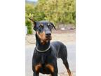 Howie, Doberman Pinscher For Adoption In Fillmore, California