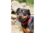 Meatball, Doberman Pinscher For Adoption In Fillmore, California