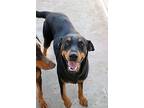 June, Doberman Pinscher For Adoption In Fillmore, California