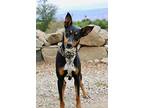 Steele, Doberman Pinscher For Adoption In Fillmore, California