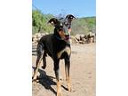 Boris, Doberman Pinscher For Adoption In Fillmore, California