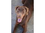 Carli, Doberman Pinscher For Adoption In Fillmore, California