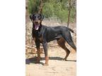 Tom, Doberman Pinscher For Adoption In Fillmore, California