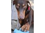 Dante, Doberman Pinscher For Adoption In Fillmore, California