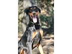 Roy, Doberman Pinscher For Adoption In Fillmore, California