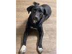 Reagan, Labrador Retriever For Adoption In Decatur, Indiana